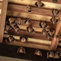 Top 5 Signs You Have Bats In The Attic Fans Of Your Houston Home