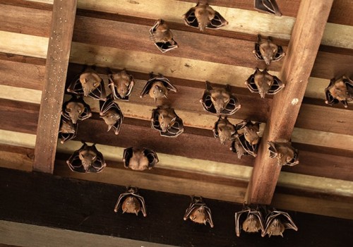Top 5 Signs You Have Bats In The Attic Fans Of Your Houston Home
